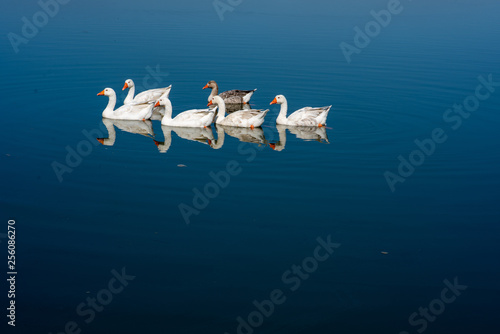 Flock of geese swimming on lake
