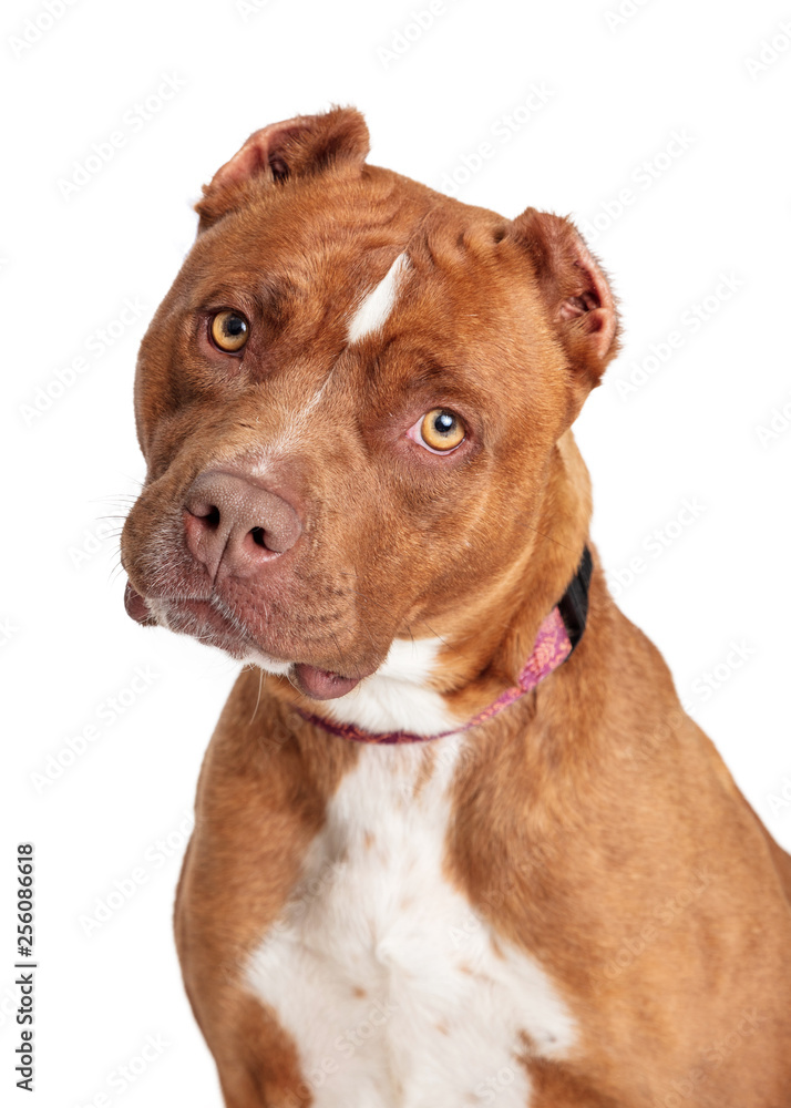 Closeup Beautiful Brown Staffordshire Terrier Dog