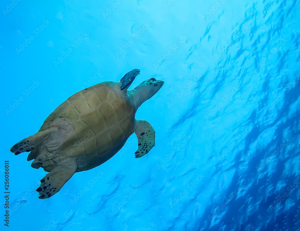 Obraz premium Underwater world in deep water in coral reef and plants flowers flora in blue world marine wildlife, travel nature beauty exploration in diving trip,adventures recreation dive. Fish, corals,creatures