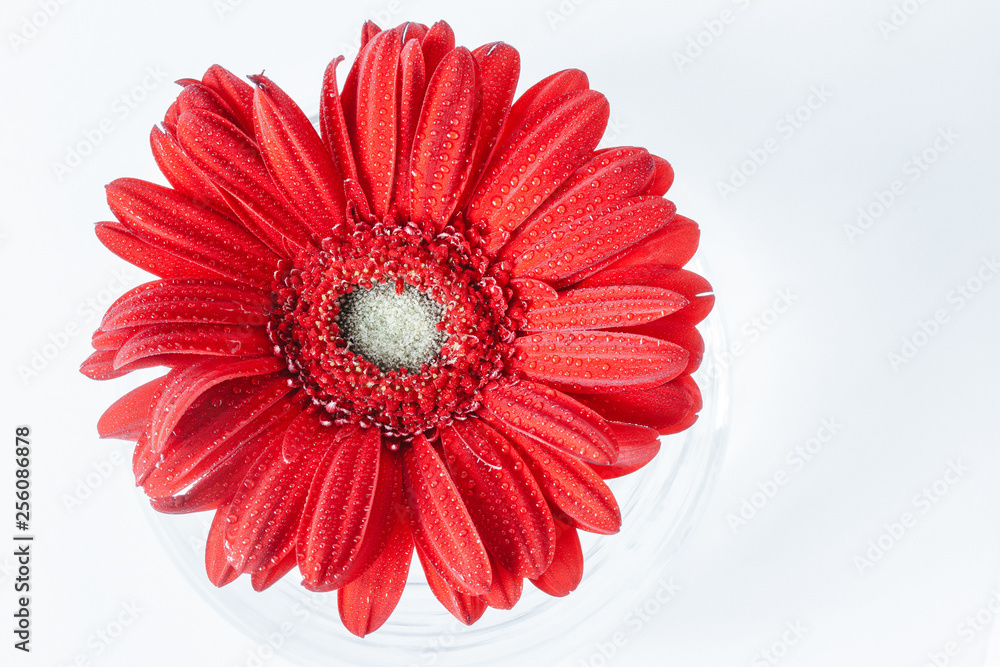Close up abstract of one red daisy gerbera on a white background Close up abstract of one red daisy gerbera on a white background