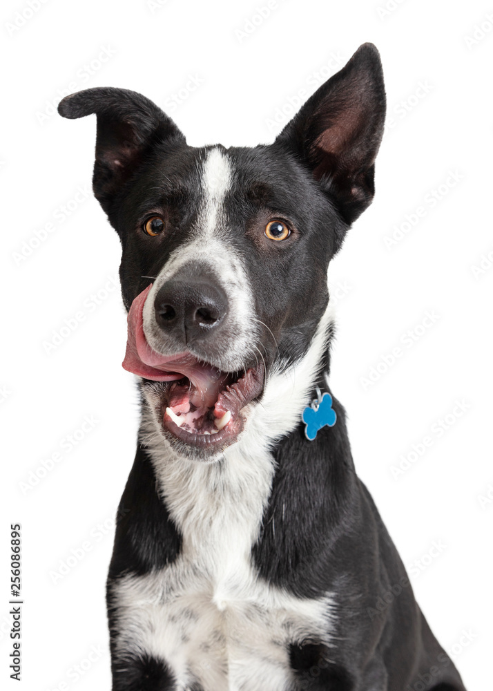 Closeup Hungry Border Collie Crossbreed Dog