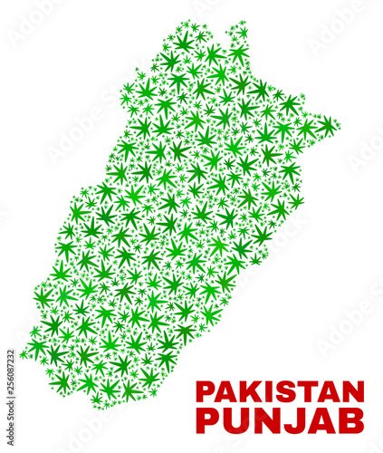 Vector cannabis Punjab Province map collage. Concept with green weed leaves for marijuana legalize campaign. Vector Punjab Province map is organized with marijuana leaves.