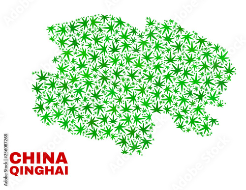 Vector marijuana Qinghai Province map mosaic. Concept with green weed leaves for marijuana legalize campaign. Vector Qinghai Province map is constructed with marijuana leaves.