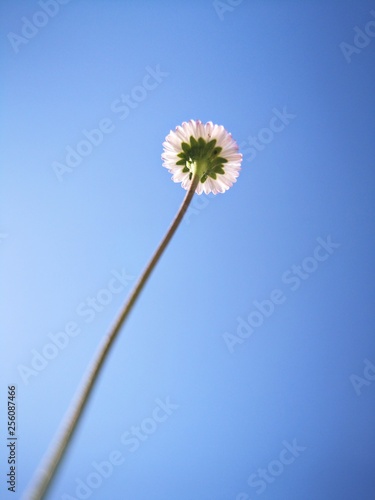 Une p  querette vue de dessous sur fond de ciel bleu