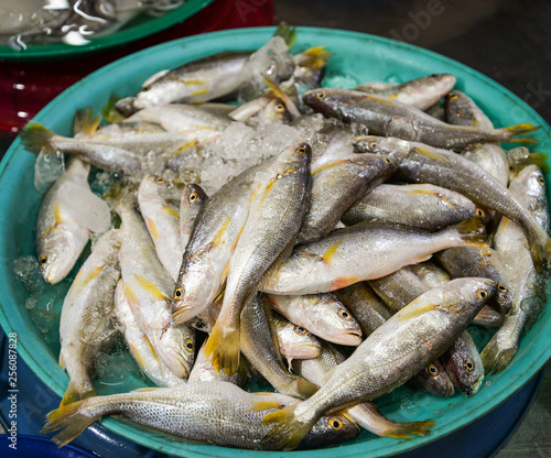 Fresh fish in ice bucket for sale in the seafood market / sea fish yellow tail