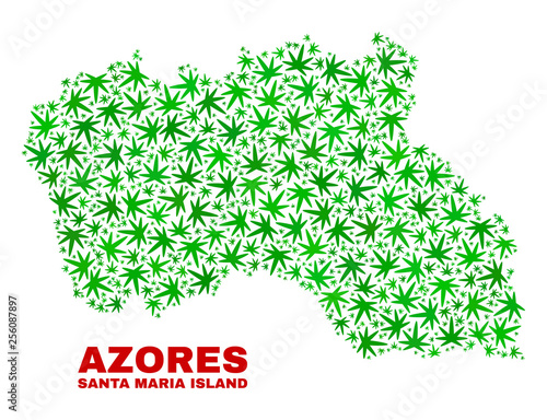 Vector cannabis Santa Maria Island map collage. Concept with green weed leaves for cannabis legalize campaign. Vector Santa Maria Island map is created with marijuana leaves.