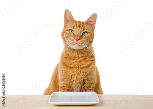young orange tabby cat sitting at kitchen counter with white plate in front of him waiting for food expectantly, looking forward directly at viewer. Isolated on white background.