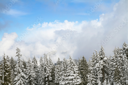 Snow settled on coniferous pine trees in mountain forest; Beautiful clouds parting and blue sky appearing