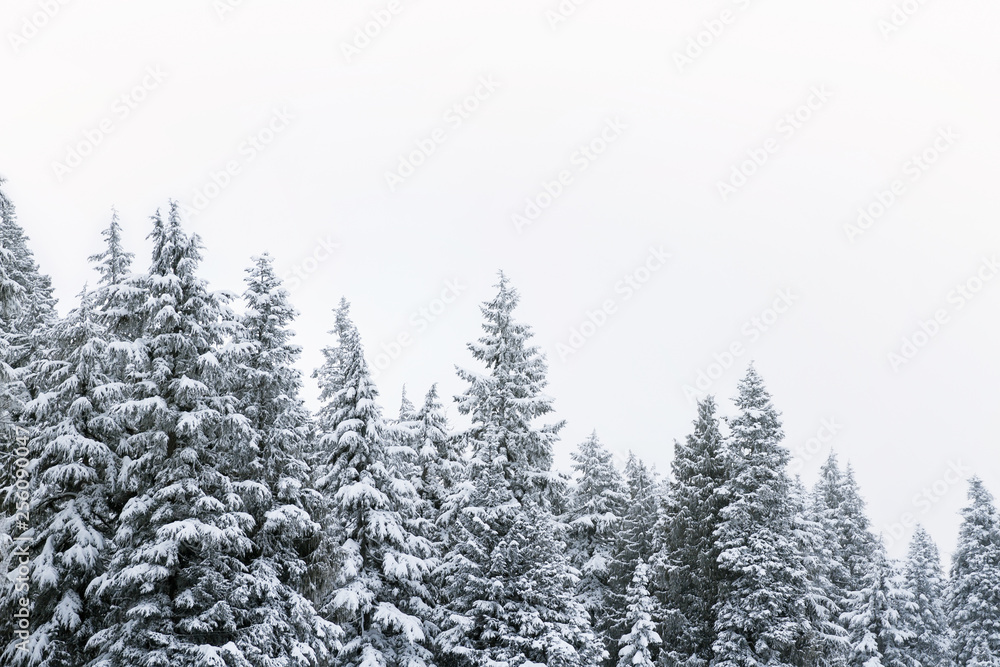 Snow covered trees in a coniferous mountain forest; forest surrounded and enveloped in a cloud or fog