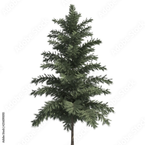 Pine tree 3d illustration isolated on the white background © max79im
