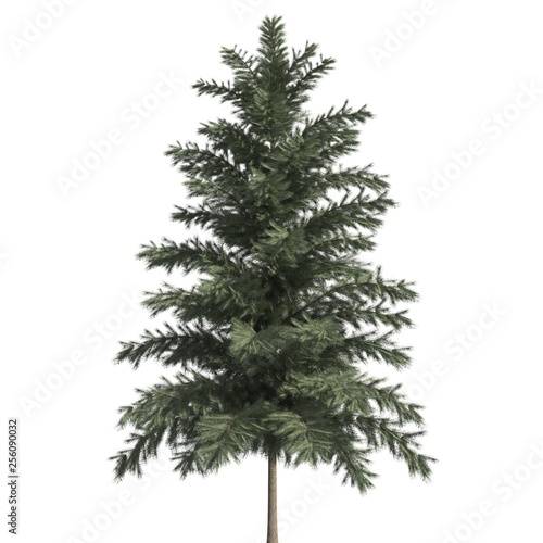 Pine tree 3d illustration isolated on the white background