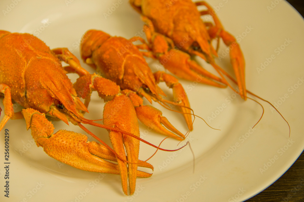 Boiled crayfish on the plate food concept. Closeup Boiled crayfish on the plate food concept. Closeup