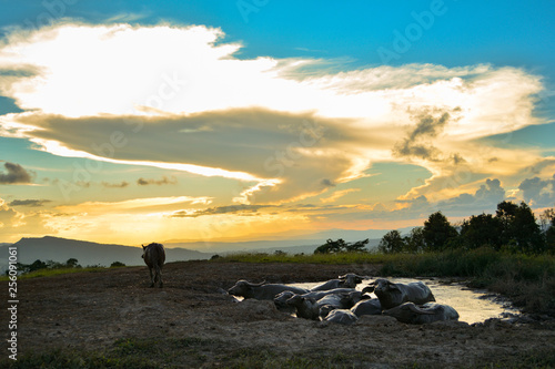 Landscape buffalo water in mud pond for relaxes © Bigc Studio