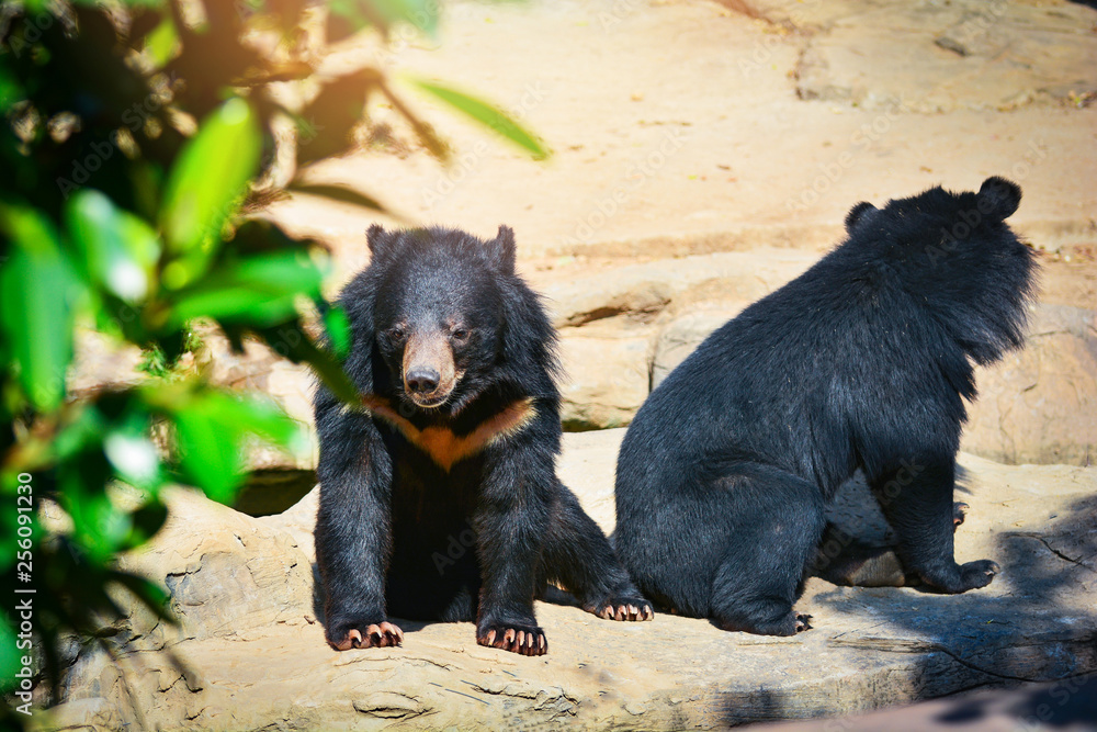 Asiatic black bear relax near water pool in the summer day Asiatic black bear relax near water pool in the summer day