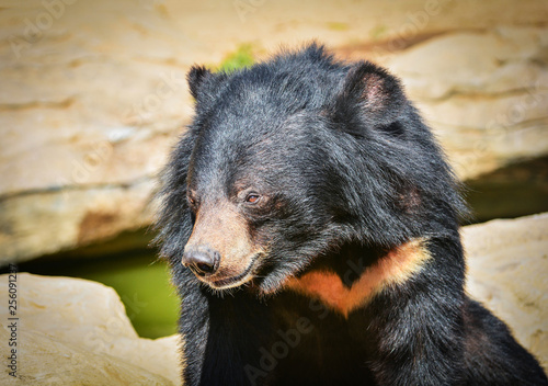 Asiatic black bear relax near water pool in the summer day © Bigc Studio