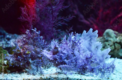Obraz na plátne Weedy scorpionfish swimming fish tank underwater aquarium