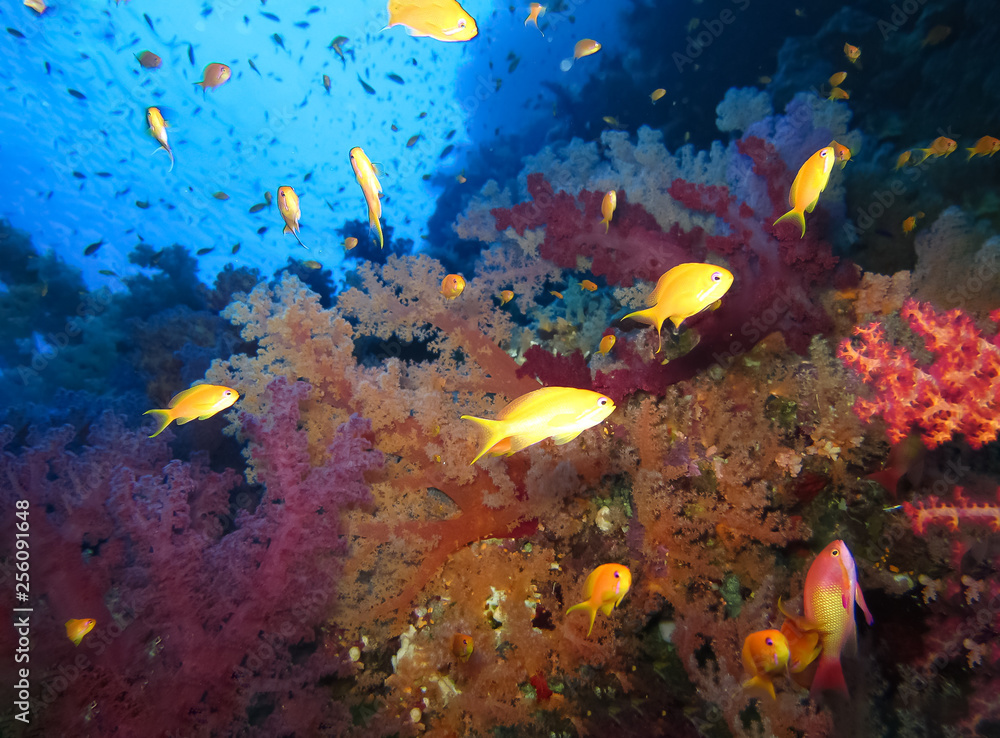 Obraz premium Underwater world in deep water in coral reef and plants flowers flora in blue world marine wildlife, travel nature beauty exploration in diving trip,adventures recreation dive. Fish, corals,creatures