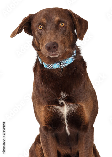 Chocolate Labrador Retriever Crossbreed Dog Close-up