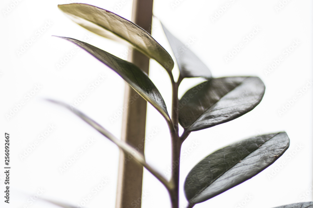 Obraz premium Plantas hojas close-up