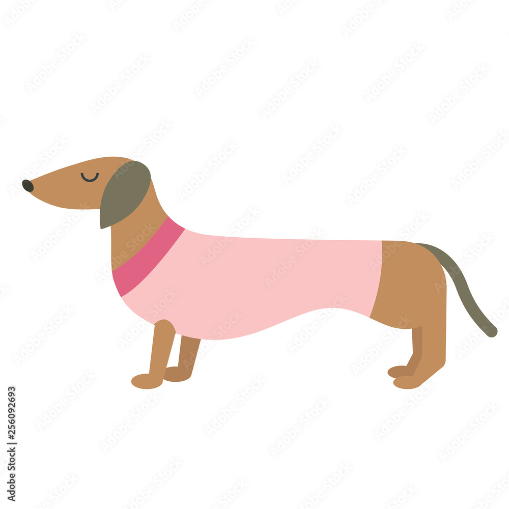 Dressed badger-dog flat illustration Dressed badger-dog flat illustration