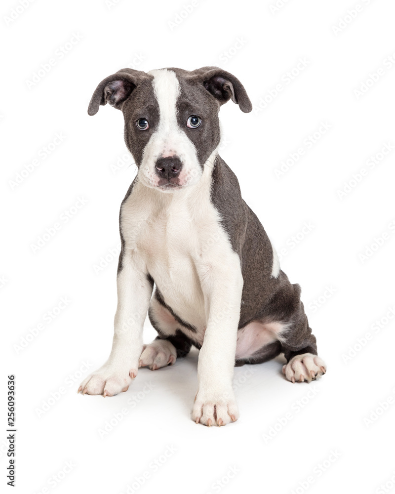Grey and White Pit Bull Puppy Sitting Looking Grey and White Pit Bull Puppy Sitting Looking