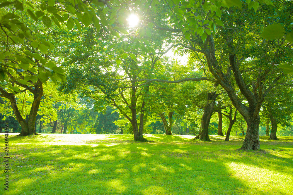 Obraz premium sunshine tree in the morning