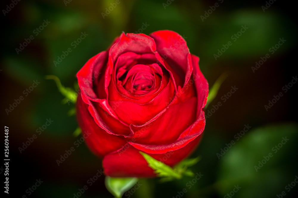 Beautiful Red Rose flower. Nature. close up, selective focus Beautiful Red Rose flower. Nature. close up, selective focus