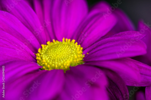 Beautiful bright purple and yellow chrysanthemum flowers  selective focus  macro