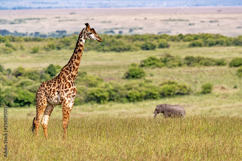 Masai Giraffe and Elephant in Kenya Africa © adogslifephoto