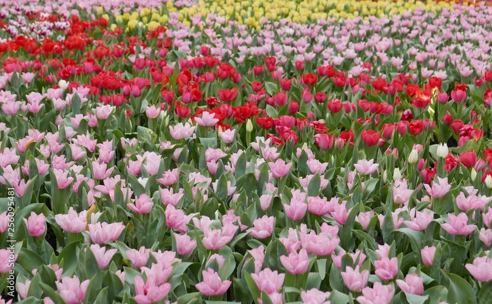 Tulip sea