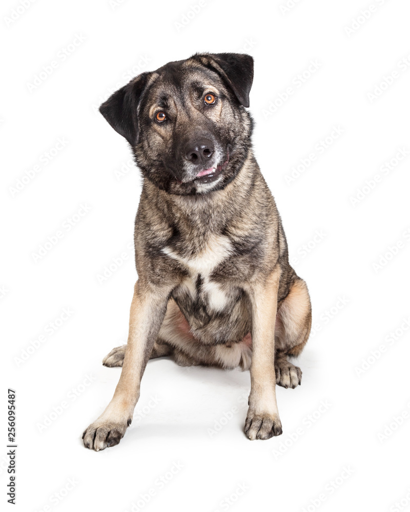 Mixed Giant Breed Friendly Dog Sitting Looking Forward Mixed Giant Breed Friendly Dog Sitting Looking Forward