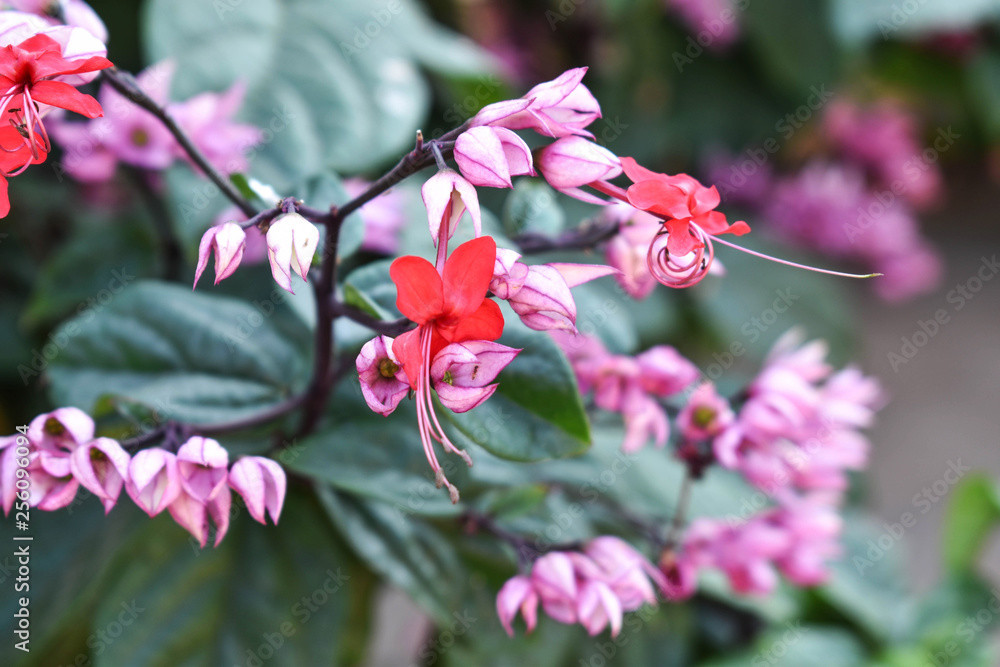pink flowers in the garden pink flowers in the garden