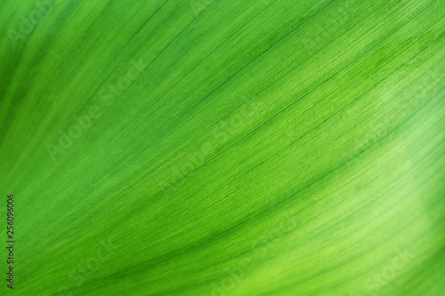texture of green leaf