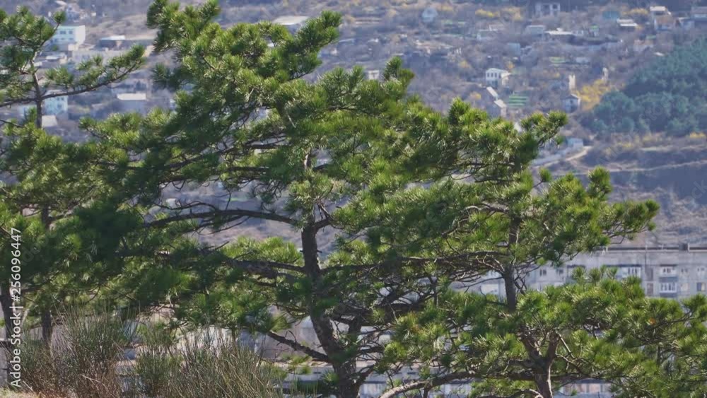Big green firs are waving on the wind Big green firs are waving on the wind