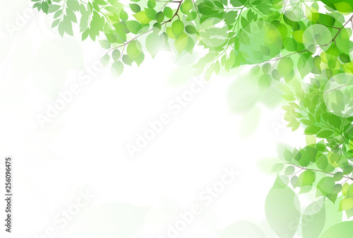 新緑　葉　緑　背景 