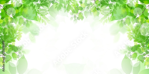 新緑　葉　緑　背景 