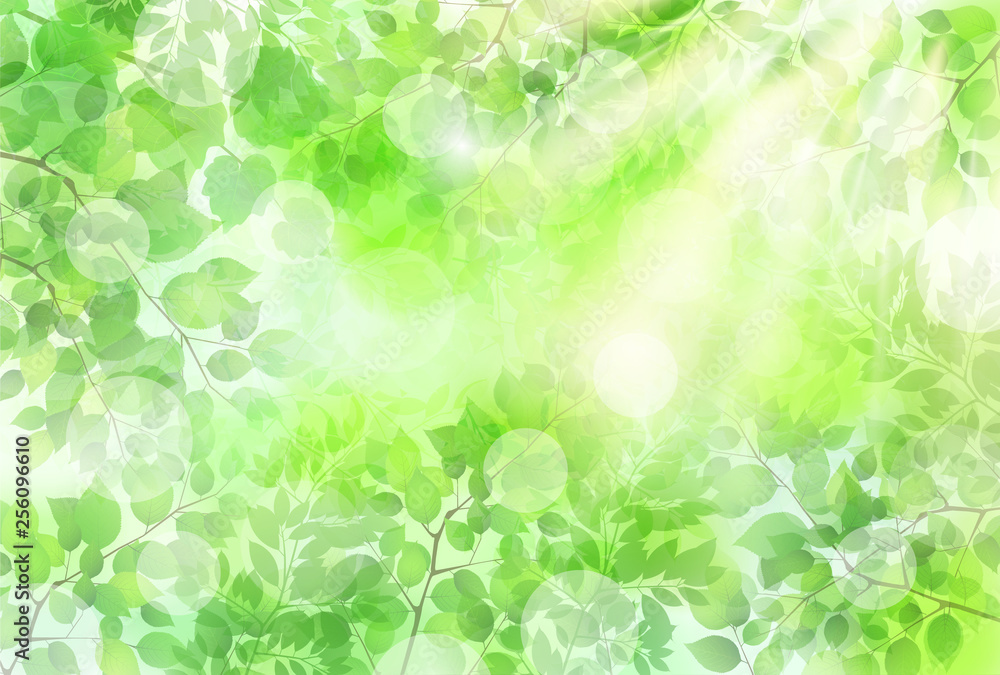 Fototapeta premium 新緑 葉 緑 背景 