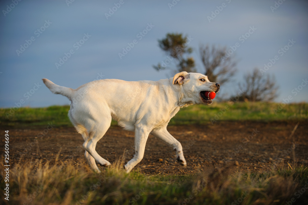 Yellow Labrador Retriever dog running with red ball