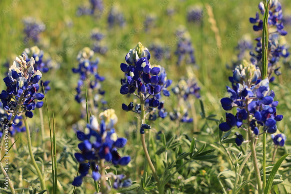 Texas Bluebonnets in a Field Texas Bluebonnets in a Field