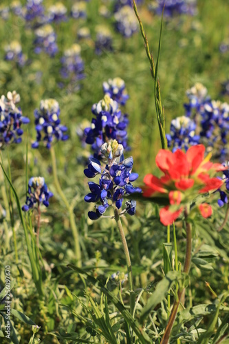 Bluebonnets with Indian Paintbrush Texas Wildflowers