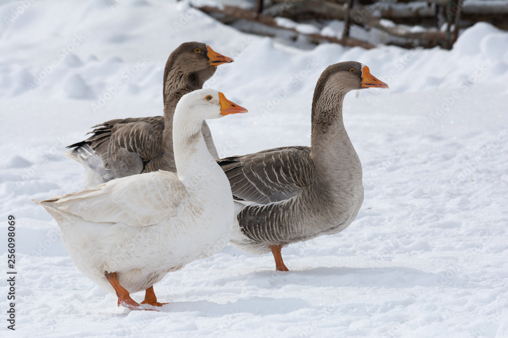 Gaggle of domestic geese in snowy farmyard Gaggle of domestic geese in snowy farmyard