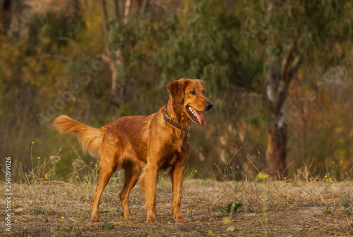 Golden Retriever dog outdoor portrait standing in field