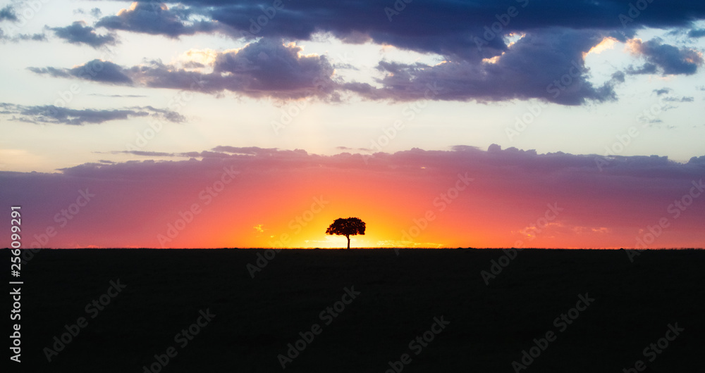 Solitary Tree Silhouette at Colorful African Sunset