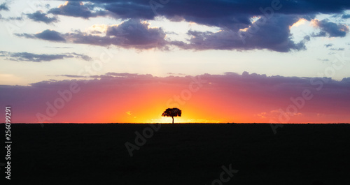 Solitary Tree Silhouette at Colorful African Sunset