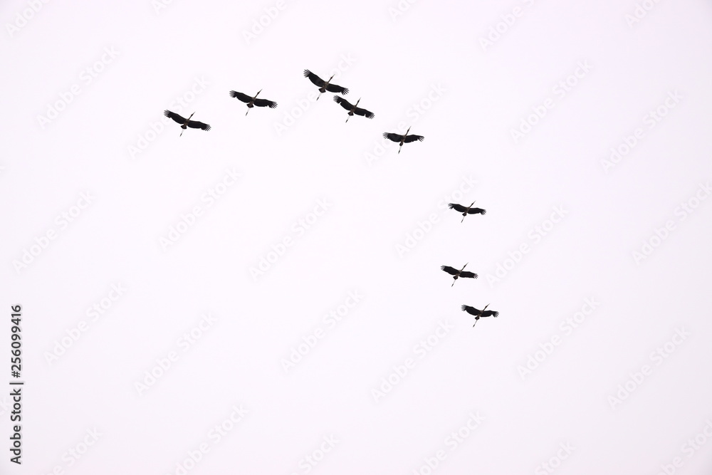 a flock of birds with white background a flock of birds with white background
