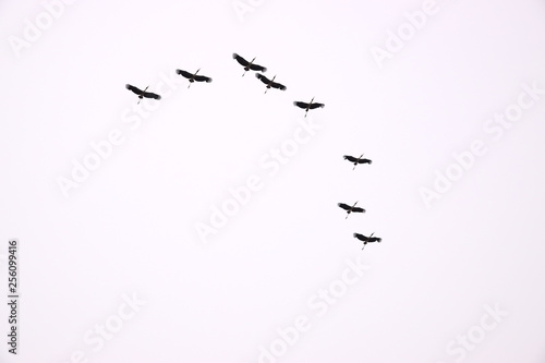 a flock of birds with white background