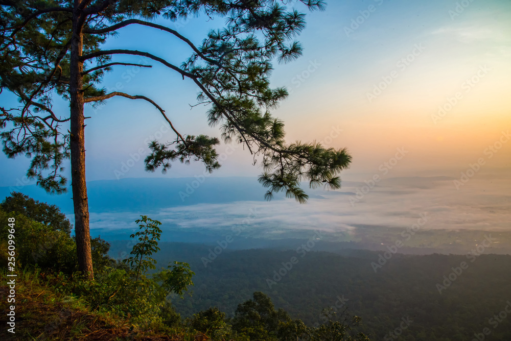Landscape view on hill mountain cliff and pine tree with fog mist sunrise background Landscape view on hill mountain cliff and pine tree with fog mist sunrise background