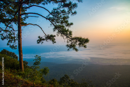 Landscape view on hill mountain cliff and pine tree with fog mist sunrise background