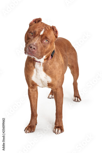 Staffordshire Terrier Dog Standing Over White