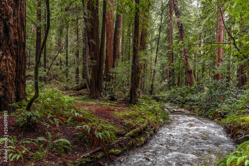 Trees at Muir Redwood park © helgidinson